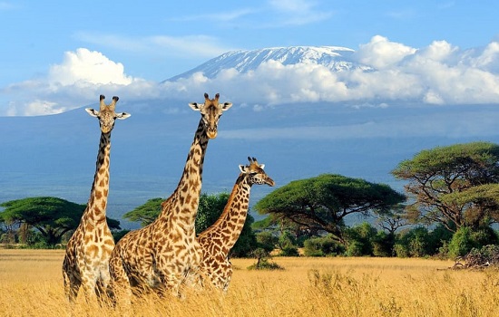 kenya tour packages from india