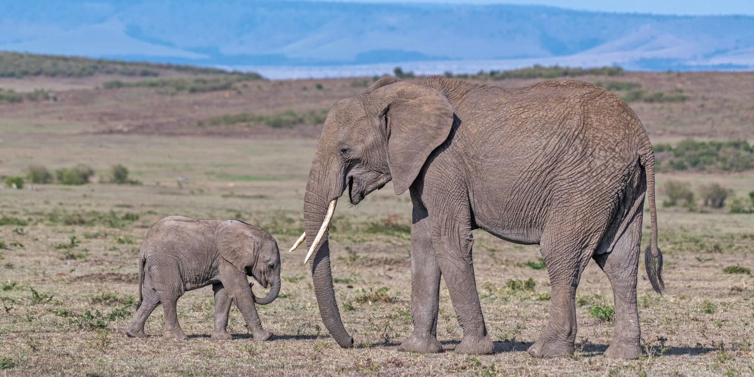 African Elephants in kenya