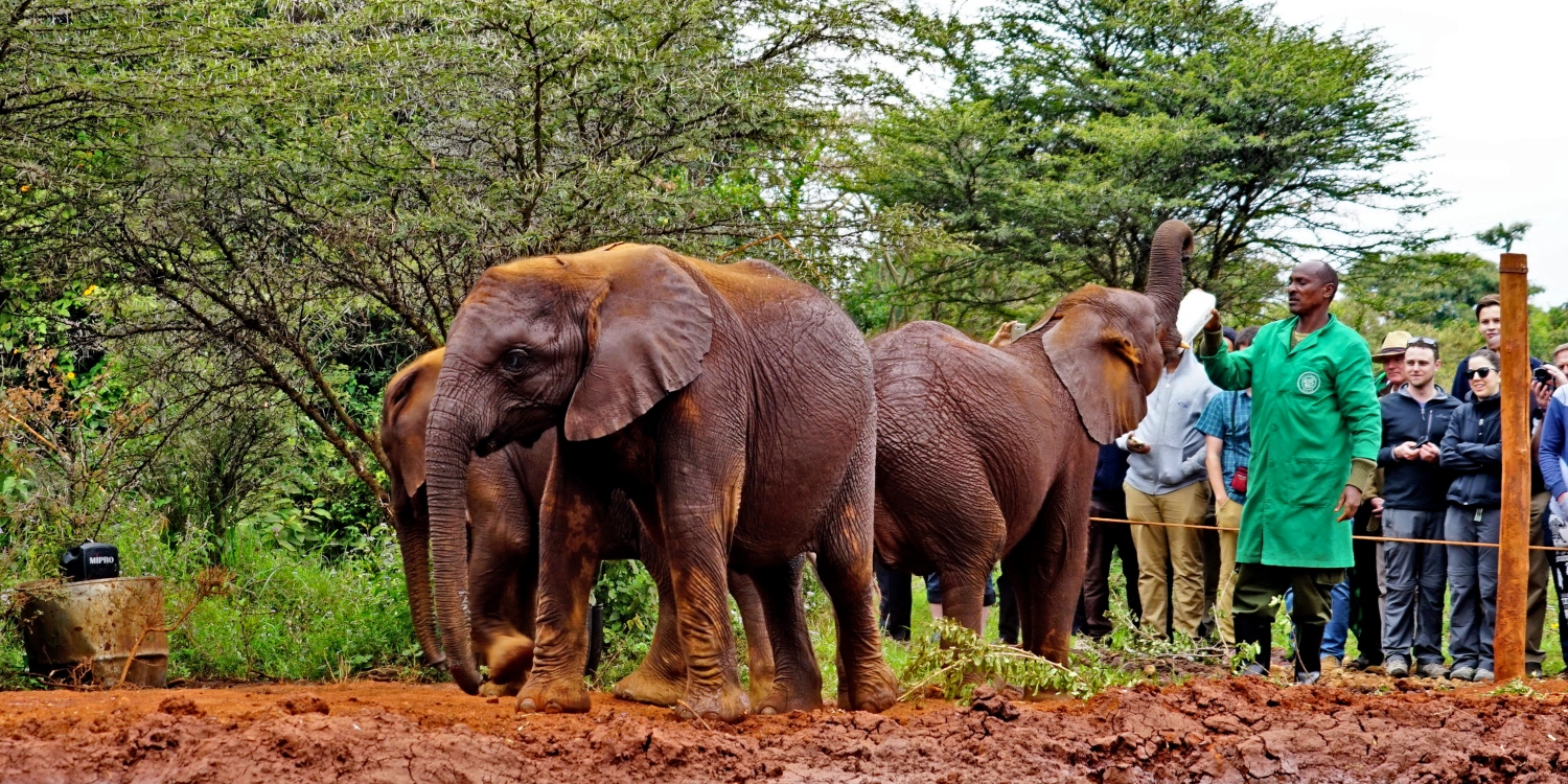 Elephant Orphanage Nairobi, Kenya