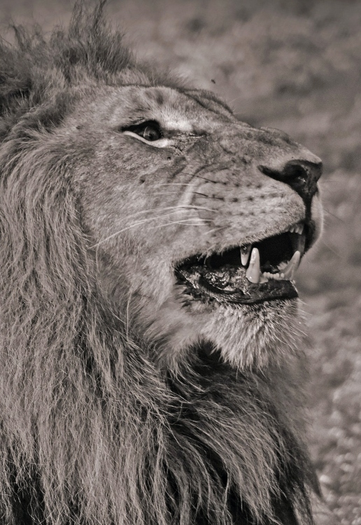 kenya tour packages