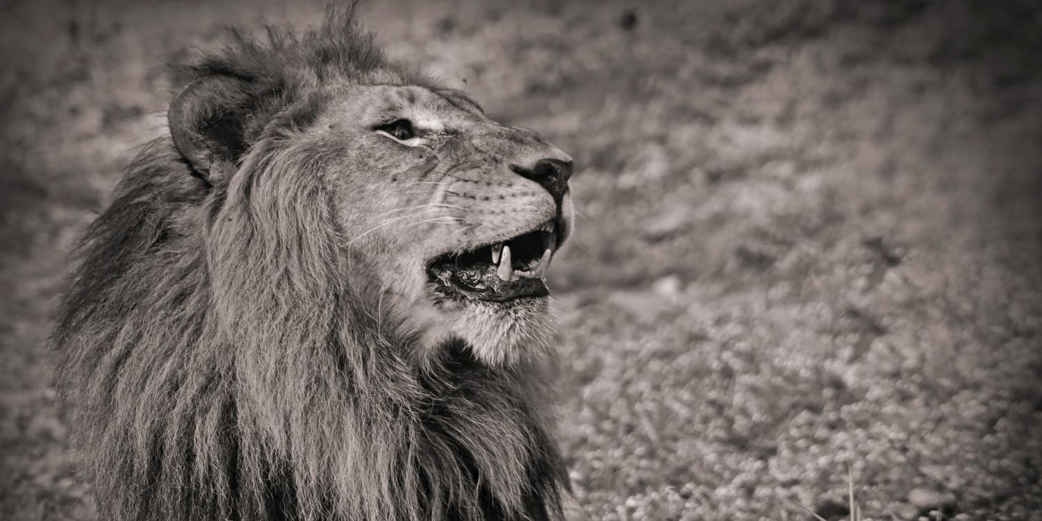 kenya packages