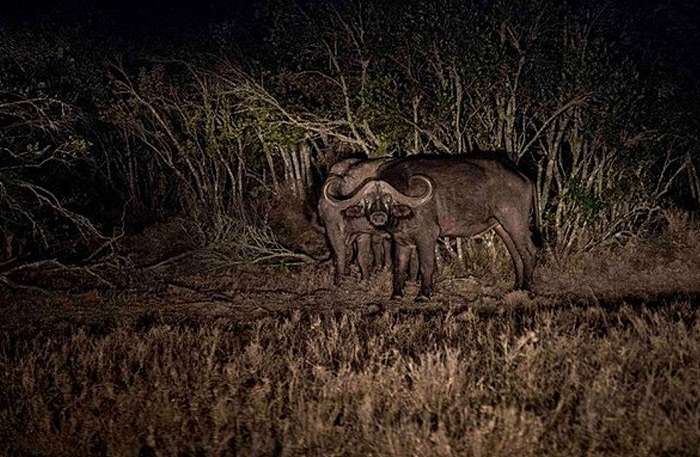 night safari in kenya